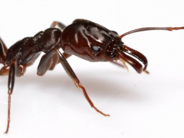 Зубастые муравьи используют челюсти для прыжков (+видео)
