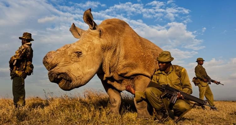 Технология помогает носорогам рассказать о браконьерах