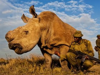Технология помогает носорогам рассказать о браконьерах