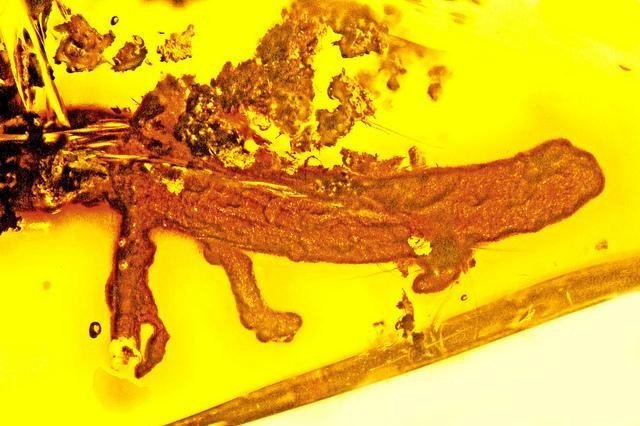 В Доминиканской республике нашли саламандру в янтаре