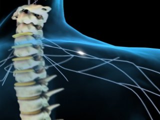 Функции спинного мозга при одностороннем поражении можно восстановить