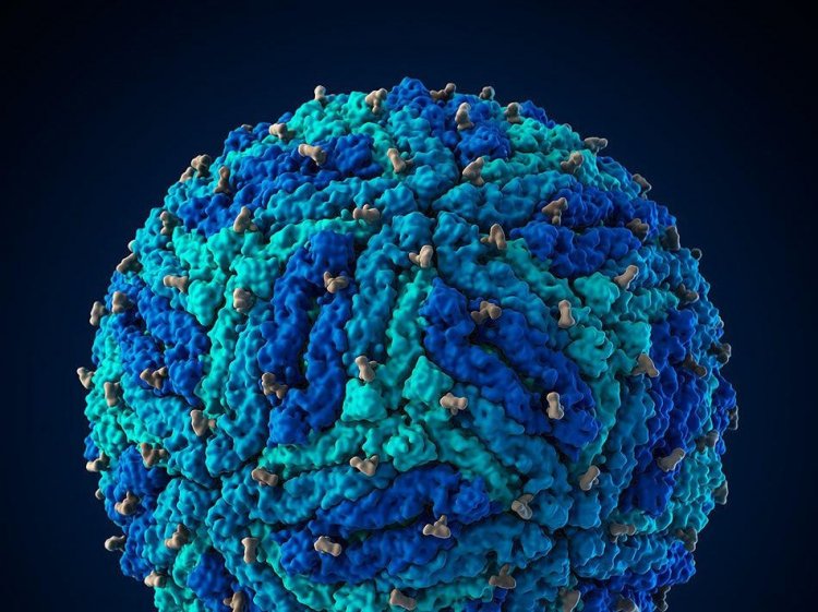 Создана первая 3D-модель вируса Зика