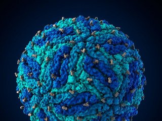 Создана первая 3D-модель вируса Зика