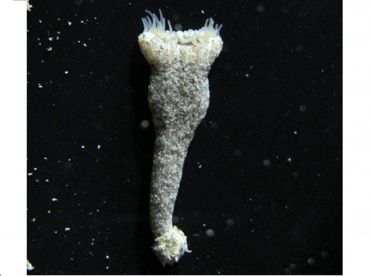 У берегов Японии обнаружен новый вид одиночных кораллов