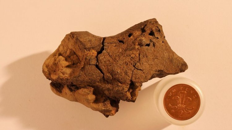 Впервые найден окаменевший мозг динозавра