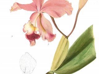 Мастер-класс для взрослых и детей "Гербарии из орхидей" в Ботаническом саду МГУ