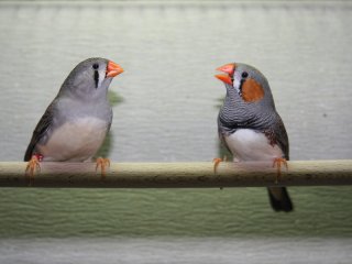 Как птенцы узнают «родную речь»