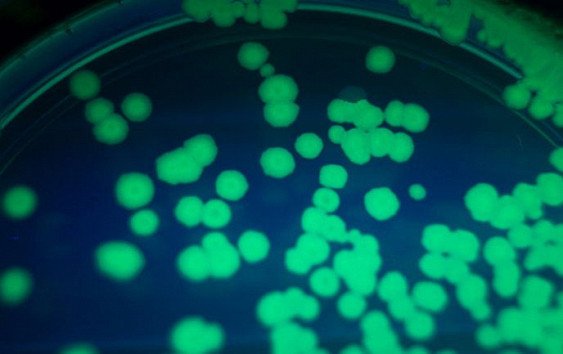 Сибирские биофизики выяснили, что светящиеся бактерии можно использовать для оценки радиоактивного загрязнения