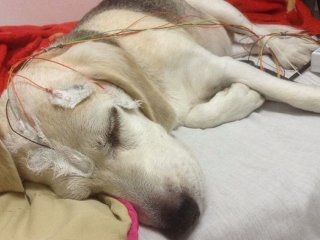 Собаки учатся во время сна, подобно людям