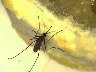 Как предложить комарам сладкую смерть