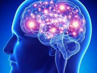Биологи ИТЭБ РАН предложили способ лечения височной эпилепсии