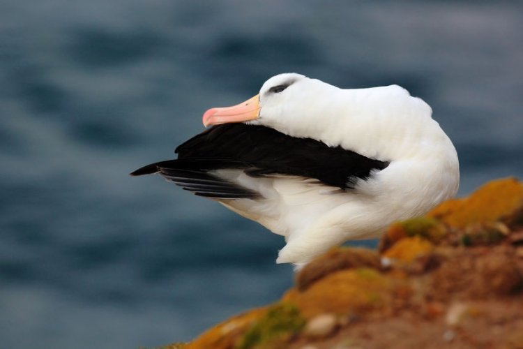 Потепление Мирового океана может сократить популяцию альбатросов