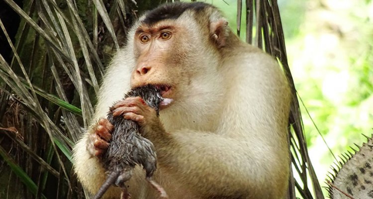 Свинохвостые макаки в Малайзии едят крыс