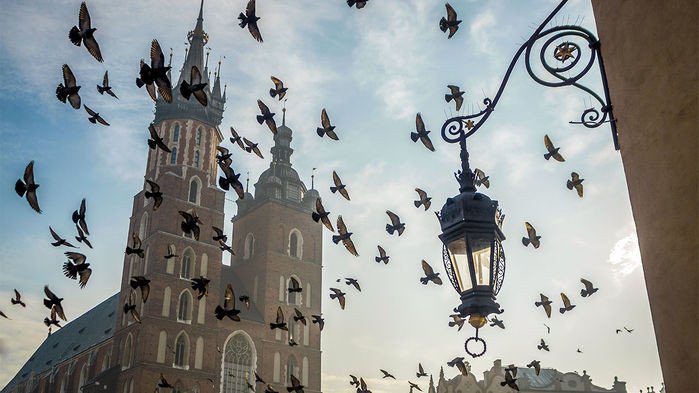Церкви в Польше сохраняют биоразнообразие птиц