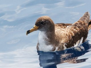 Морские птицы позволяют отслеживать направления океанических течений