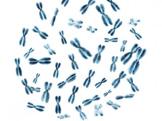 Как сохраняются гены в Y-хромосомах