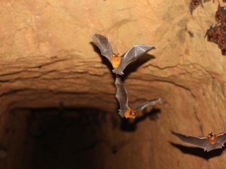 В Африке обнаружены новые виды листоносых летучих мышей