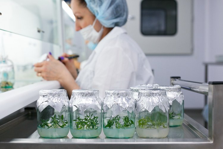 Как выращивают безвирусные растения, покажут крымские ученые в ходе виртуальной экскурсии по садам и лабораториям