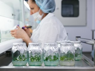 Как выращивают безвирусные растения, покажут крымские ученые в ходе виртуальной экскурсии по садам и лабораториям