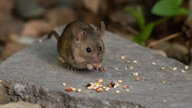 Мыши могут чувствовать четыре из пяти вкусов