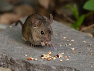 Мыши могут чувствовать четыре из пяти вкусов