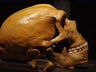 Гены неандертальцев в современных людях могут повысить риск тяжелой формы COVID-19