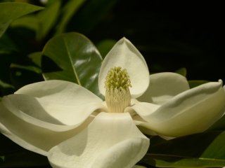 В Никитском саду – пик цветения магнолии крупноцветковой…