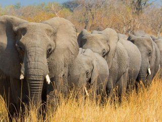 В Ботсване по неизвестным причинам массово гибнут слоны