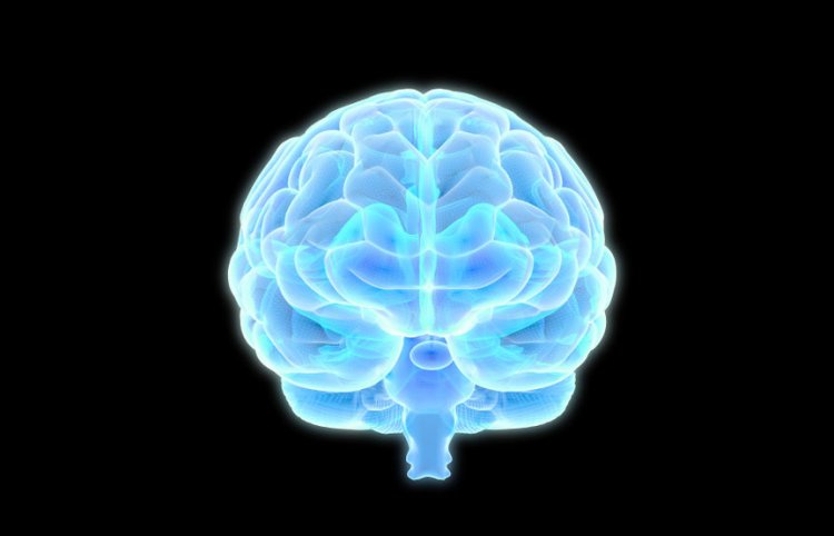 Ученые выяснили, почему мозг потребляет так много энергии даже в состоянии покоя