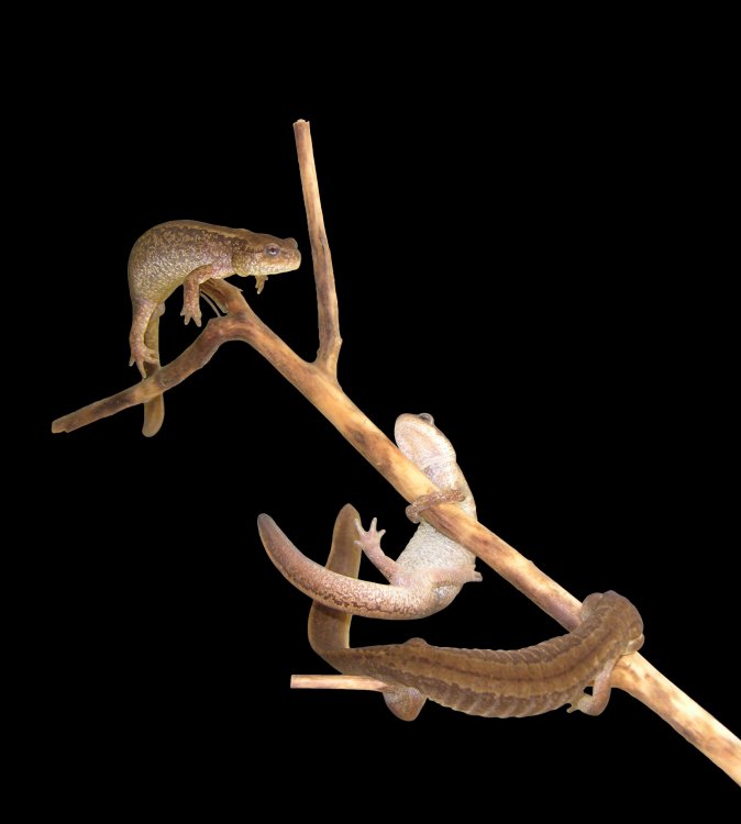 Токующие самцы сибирского углозуба. Источник: Сергей Шеховцов