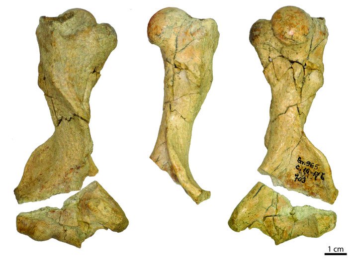 Плечевая кость Smutsia olteniensis, найденная в Румынии.