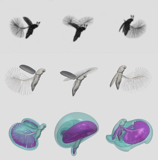 Кадры видеозаписи полёта жука-перокрылки Paratuposa placentis (верхний ряд), трёхмерная компьютерная реконструкция движения крыльев (средний ряд) и визуализация завихрений потоков воздуха (нижний ряд). Из Farisenkov et al., 2021 с изменениями
