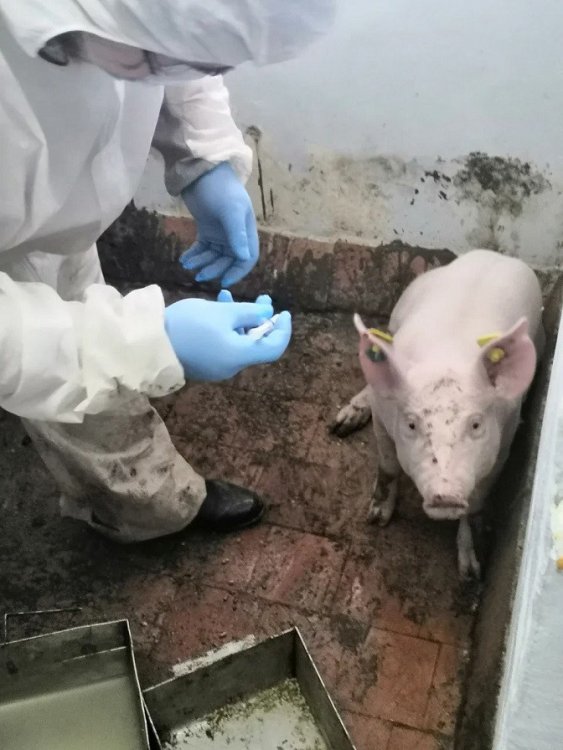 Свинью экспериментально заражают АЧС