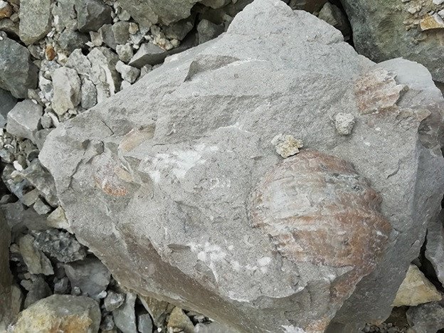 Ракушка в камне — брахиопода Gigantoproductus giganteus — будущий объект исследования научной группы
