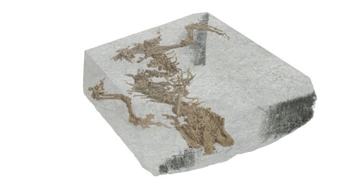 Цифровое изображение окаменелости Bellairsia gracilis внутри горной породы, полученное с помощью данных микроКТ. 