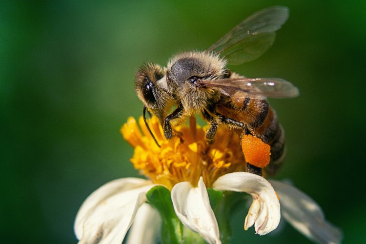 Пчела. Автор фото: wirestock, источник: freepik