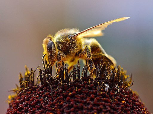 Спасти медоносных пчел от смертельной болезни