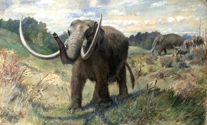 Причиной вымирания предков слонов в Северной Америке стали люди