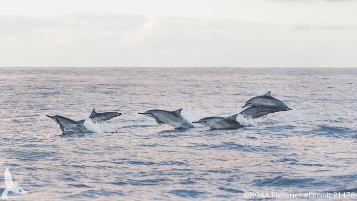 Статеві органи дельфінів: опис