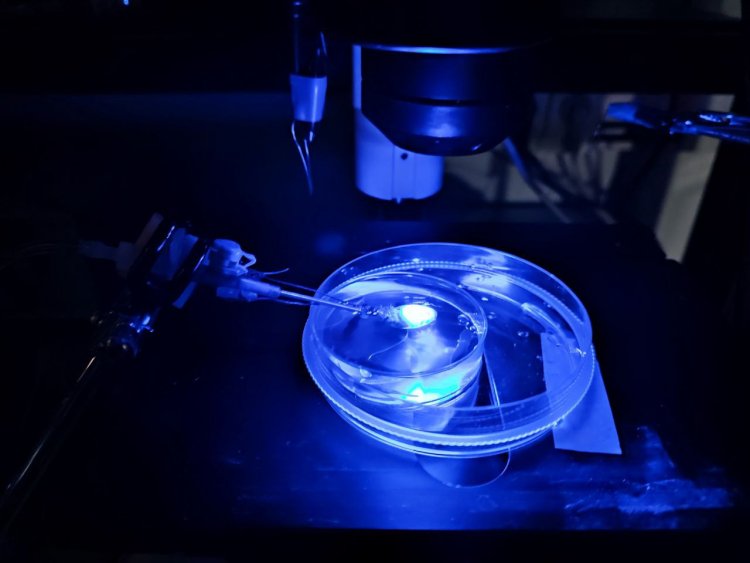 Установка для быстрой трансплантации кардиомиоцитов с полимерными нановолокнами.© Лаборатории экспериментальной и клеточной медицины МФТИ
