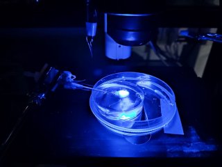 становка для быстрой трансплантации кардиомиоцитов с полимерными нановолокнами. © Лаборатории экспериментальной и клеточной медицины МФТИ