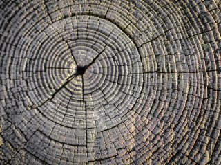 Ученые прочитали «климатическое прошлое» Поволжья по годичным кольцам деревьев. Источник: jannoon028 / Фотобанк Freepik