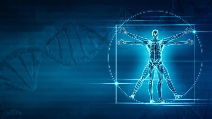 Обнаружены гены, формирующие скелет человека