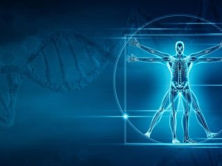 Обнаружены гены, формирующие скелет человека