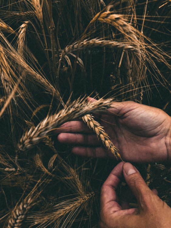 Повышение урожая зерна. Источник: Nadiia Vynar / Фотобанк Unsplash