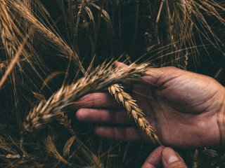 Повышение урожая зерна. Источник: Nadiia Vynar / Фотобанк Unsplash