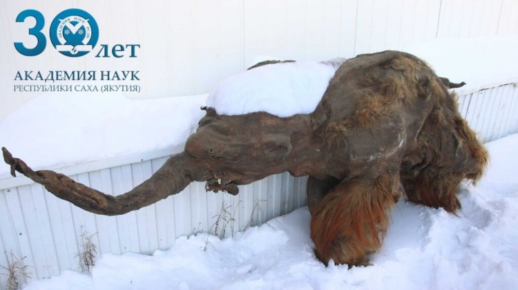 Найденный якутскими учеными в вечной мерзлоте мамонт