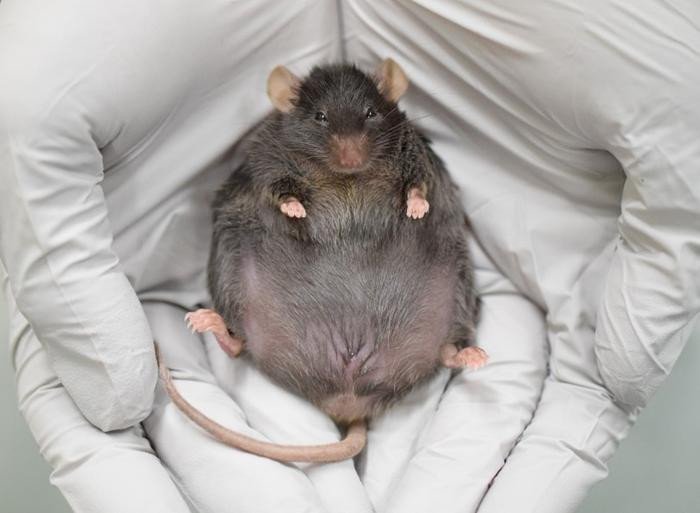 Фотография мыши с сахарным диабетом.