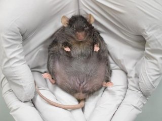 Фотография мыши с сахарным диабетом.