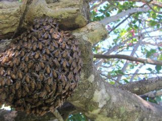 Рой азиатских медоносных пчел в Кэрнсе, Квинсленд